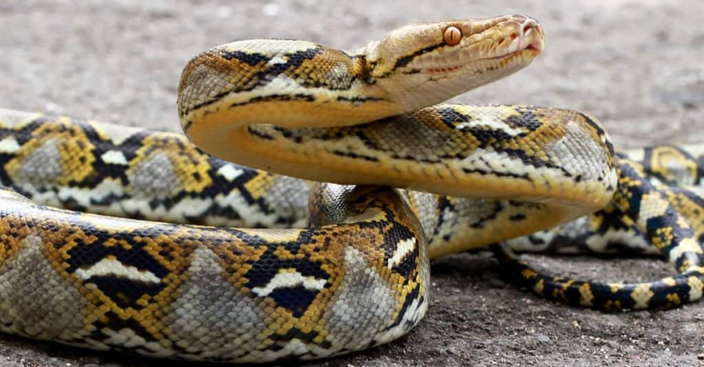Амьдарч байсан хамгийн том Python-г (26 фут) олж мэдээрэй!