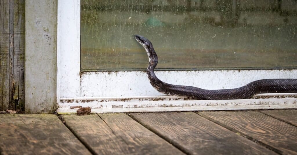37 змей в Северной Каролине (6 из них ядовитые!)