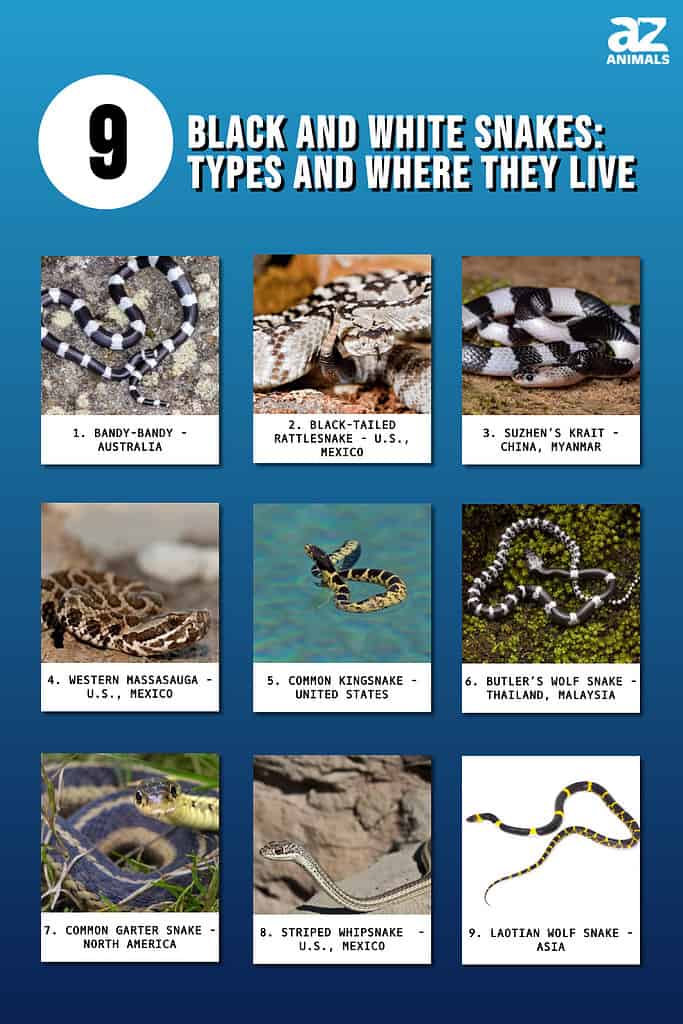 Descubre 9 serpientes blancas y negras: tipos y dónde viven