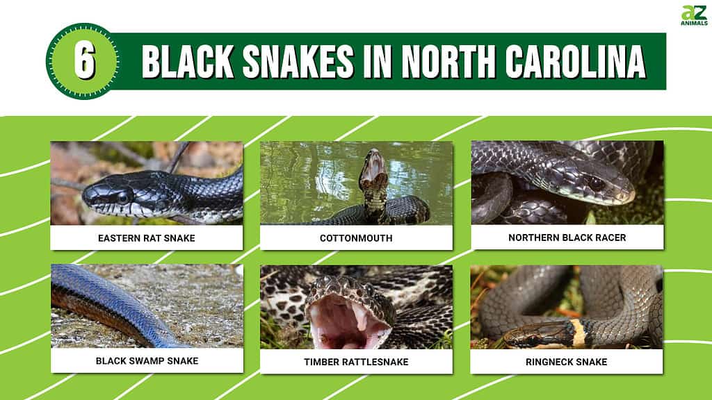 Žinokite faktus: 6 juodosios gyvatės Šiaurės Karolinoje