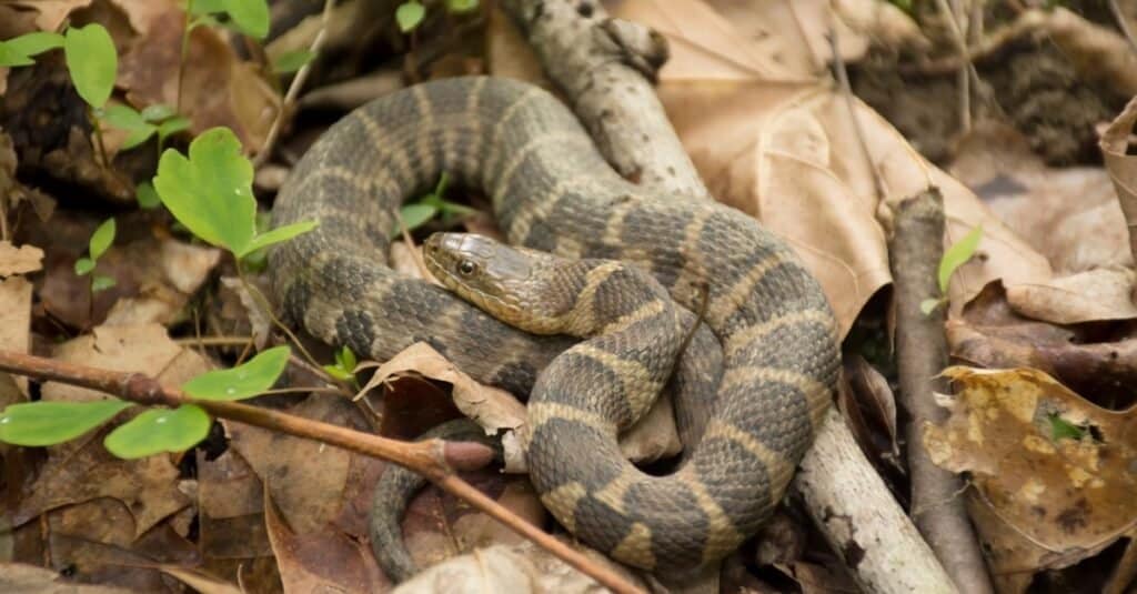 Da li su vodene zmije otrovne ili opasne?