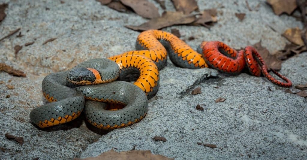 Отровни или опасни са змиите от вида Ringneck?