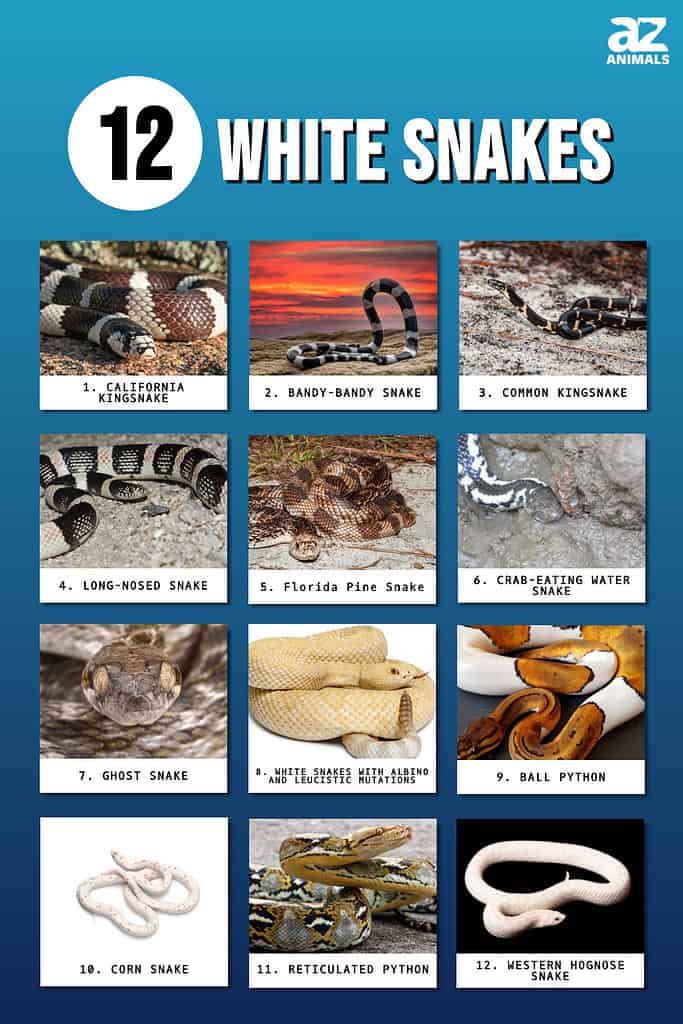 Descubra 12 serpientes blancas