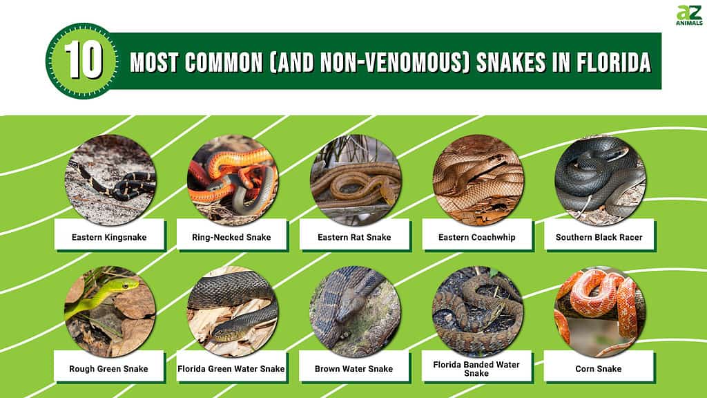 10 najčešćih (i neotrovnih) zmija na Floridi
