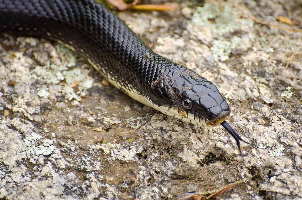 Czy węże są trujące lub niebezpieczne?