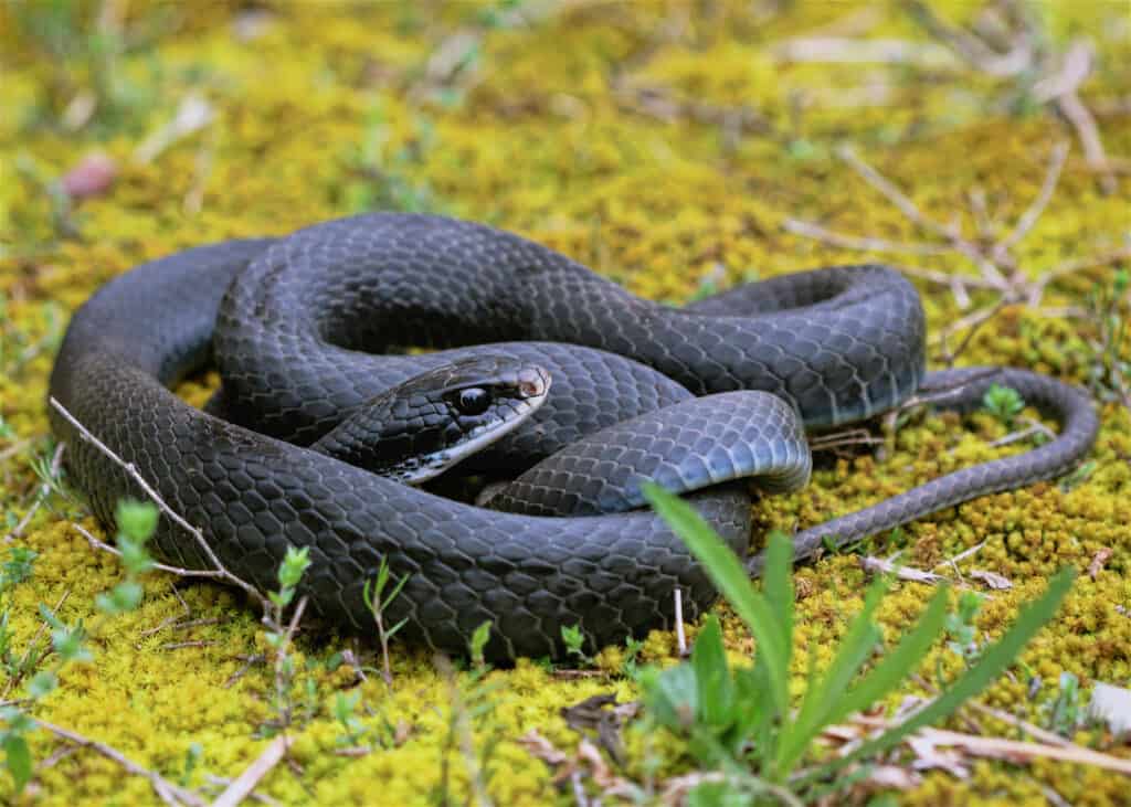 Crna zmija s bijelim prugama — šta bi to moglo biti?