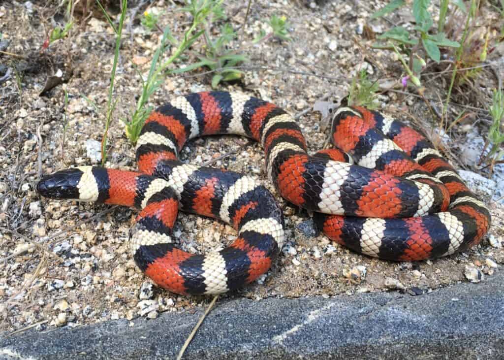 16 Serpientes negras y rojas: guía de identificación y fotos