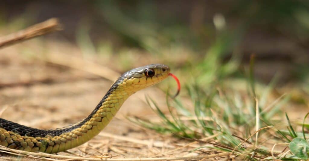 ¿Son venenosas o peligrosas las serpientes de Jarretera?