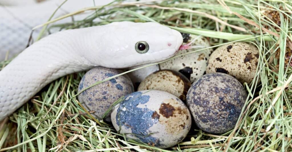 Tout ce que vous avez toujours voulu savoir sur les œufs de serpent