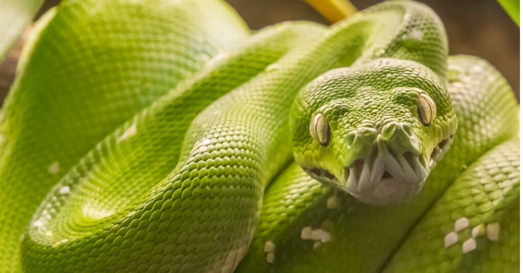 Is Pythons giftig of gevaarlik?