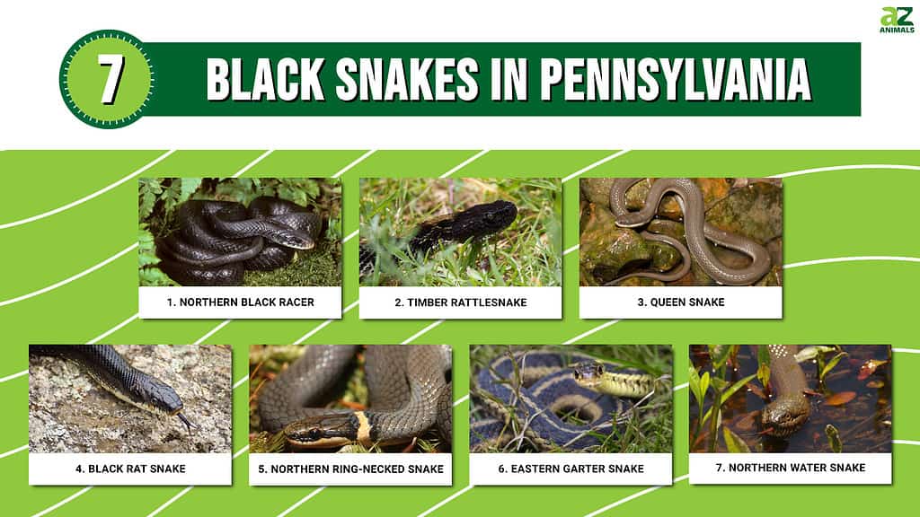 7 čiernych hadov v Pensylvánii