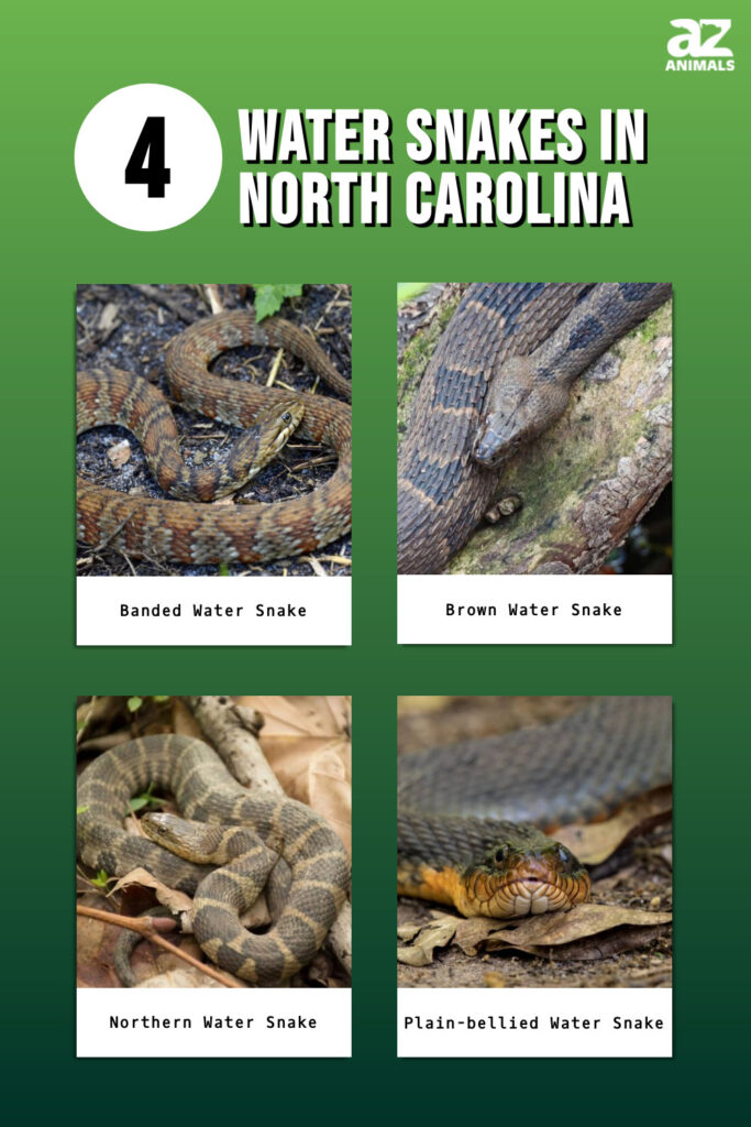 4 Serpenti d'acqua nella Carolina del Nord