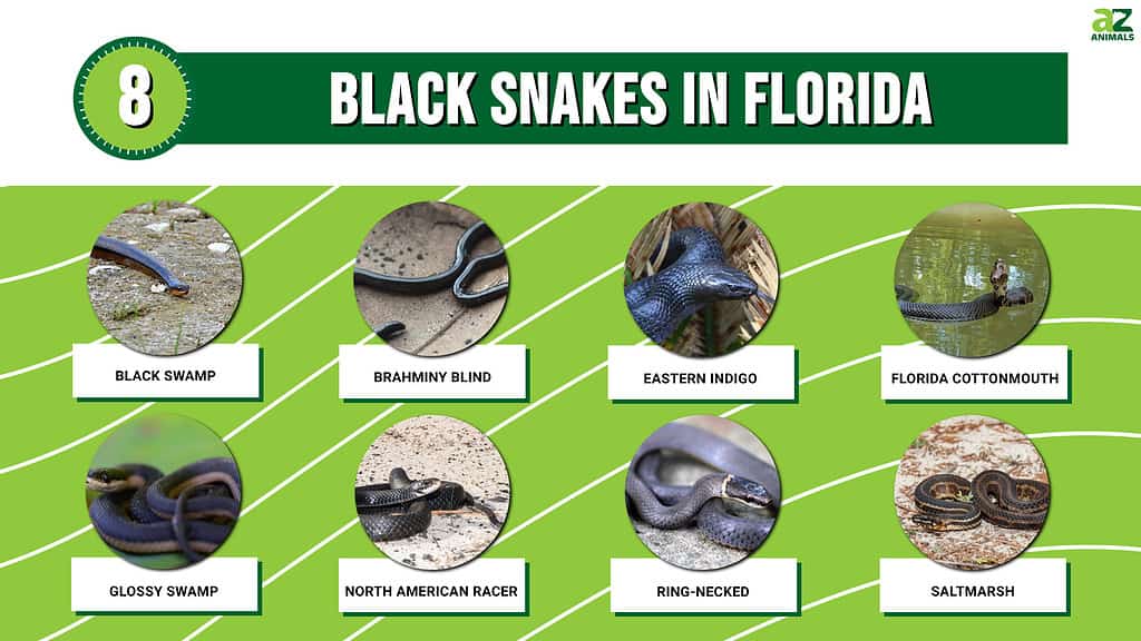 Բացահայտեք սև օձերը Ֆլորիդայում