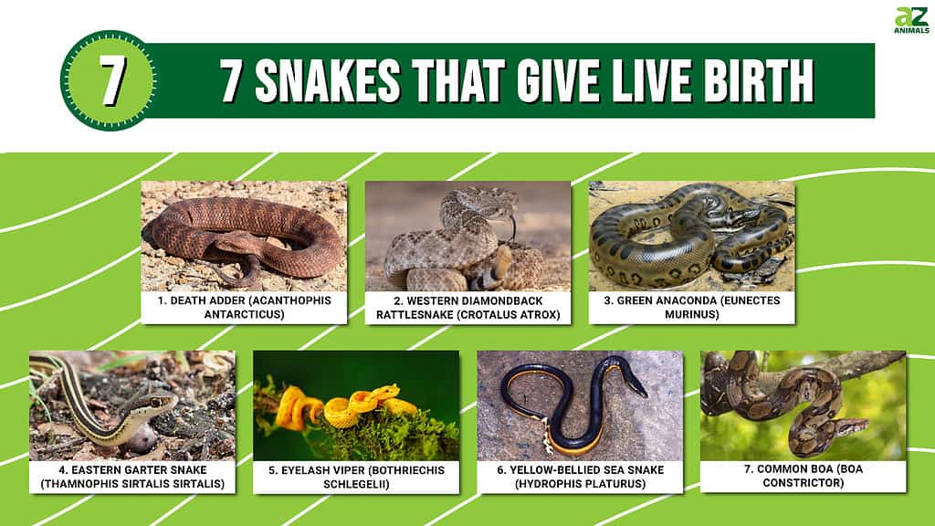 7 serpientes que dan a luz vivas (en lugar de huevos)