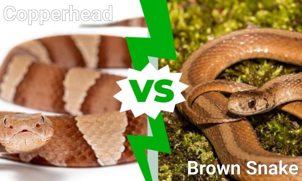 Copperhead vs Brown Snake: Koje su razlike?