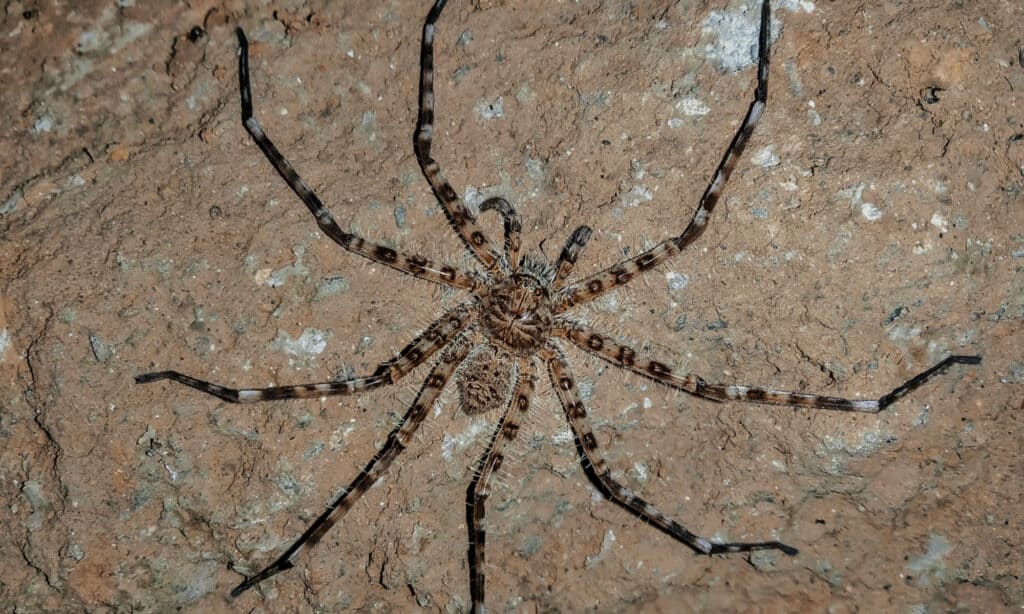 10 تا از بزرگترین عنکبوت های جهان