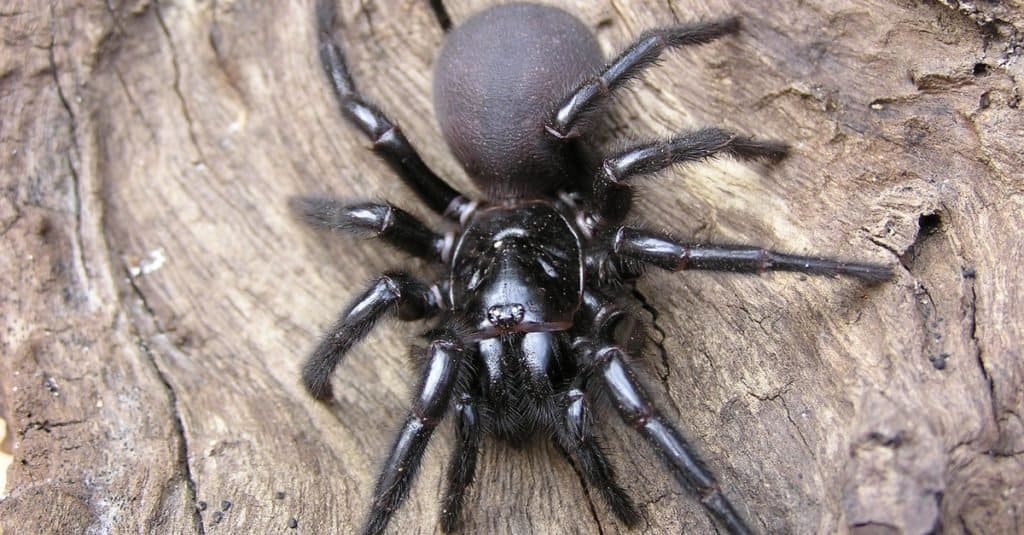 La araña más mortífera del mundo