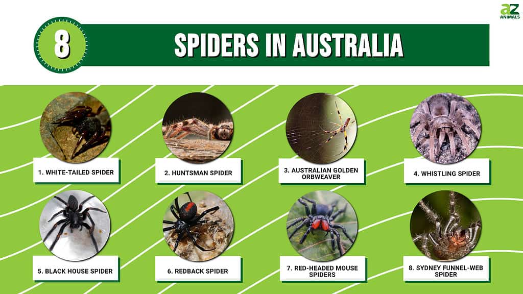 8 zirnekļi Austrālijā