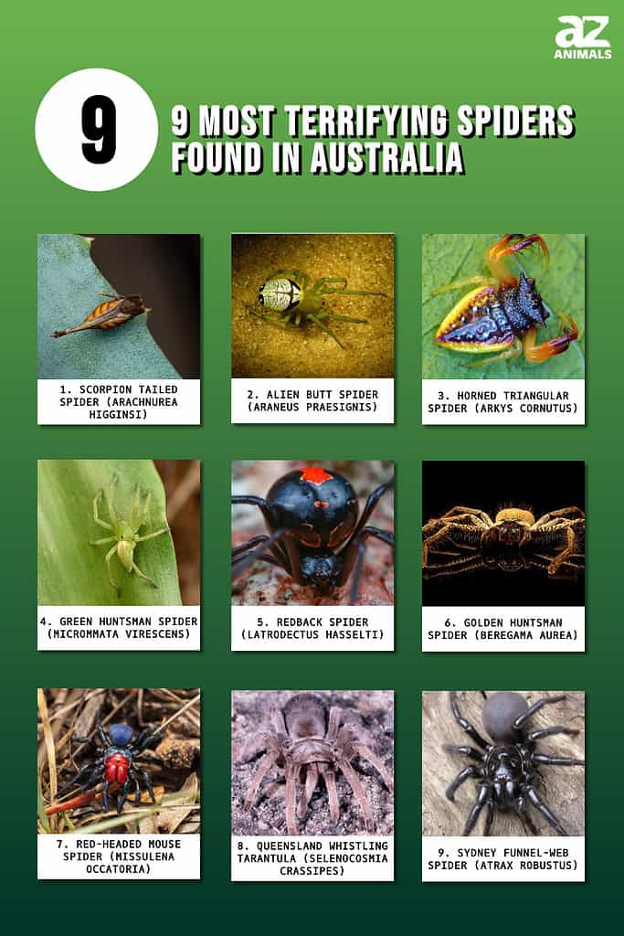 De 9 mest skræmmende edderkopper fundet i Australien