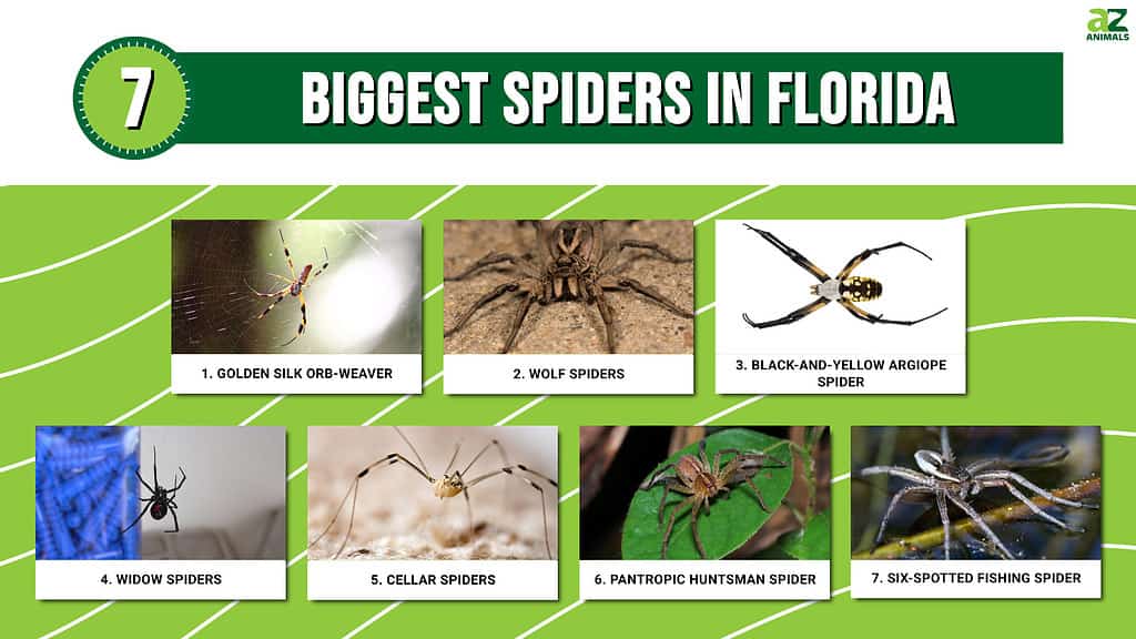 7 แมงมุมที่ใหญ่ที่สุดในฟลอริดา