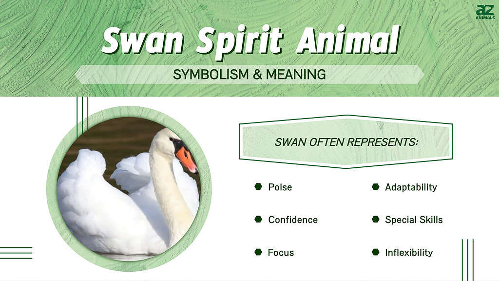 Swan Spirit Животинска симболика &amp; засилувач; Значење