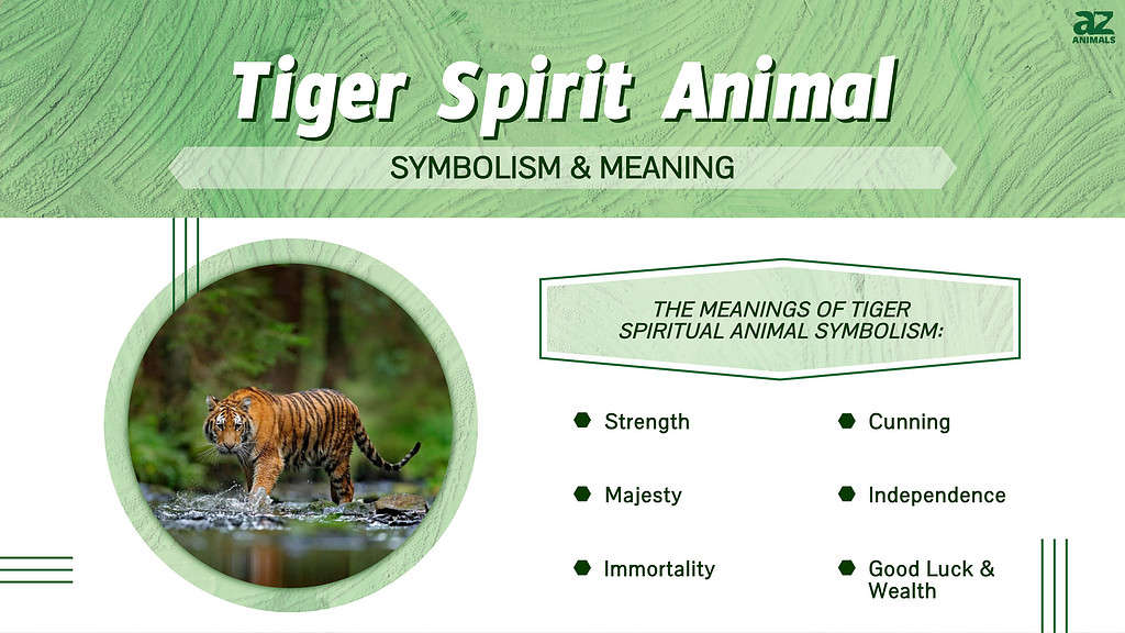 Тигар дух животинска симболика &amp; засилувач; Значење