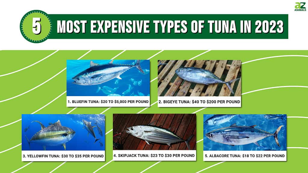 Atklājiet 5 visdārgākos tunzivju veidus 2023. gadā