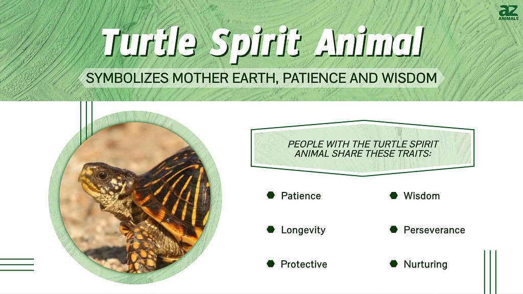 Turtle Spirit Animal Symbolism &amp; amp; Merking