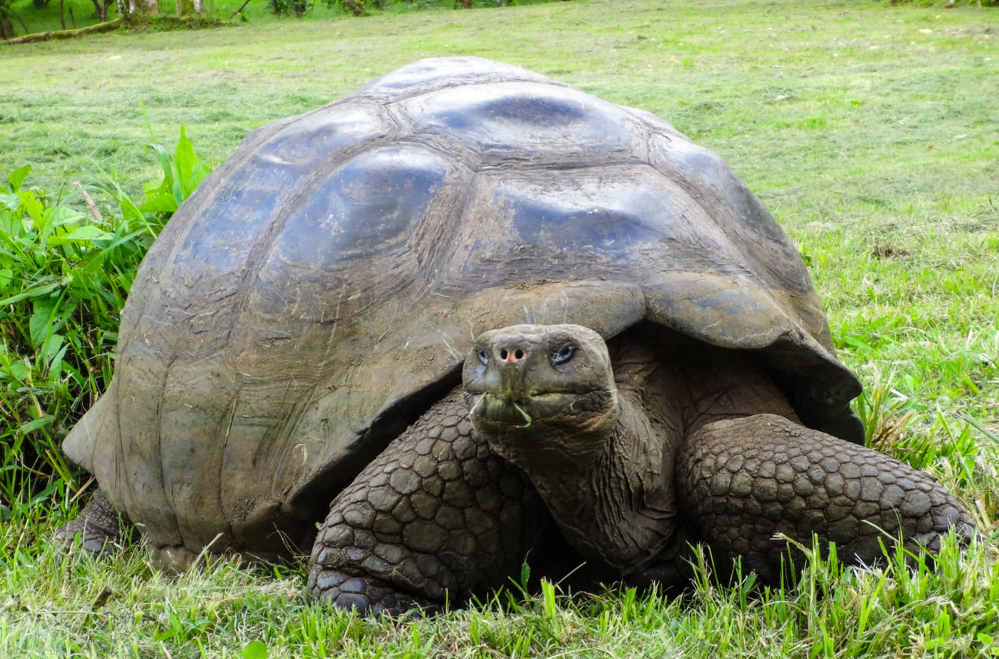 Cantos anos ten a tartaruga máis antiga do mundo? 5 tartarugas que sobreviviron durante séculos