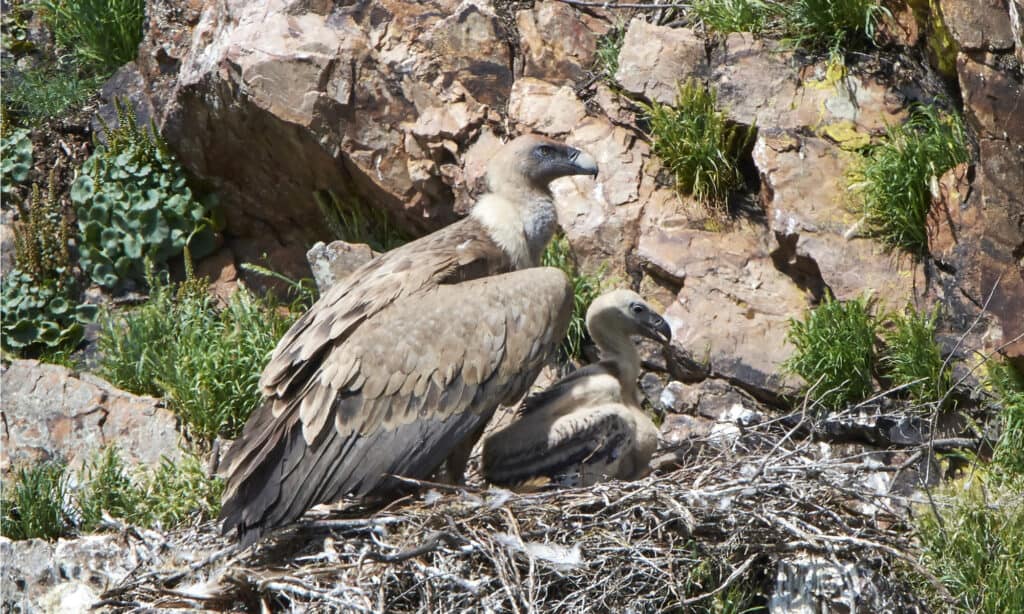 Baby Vultures