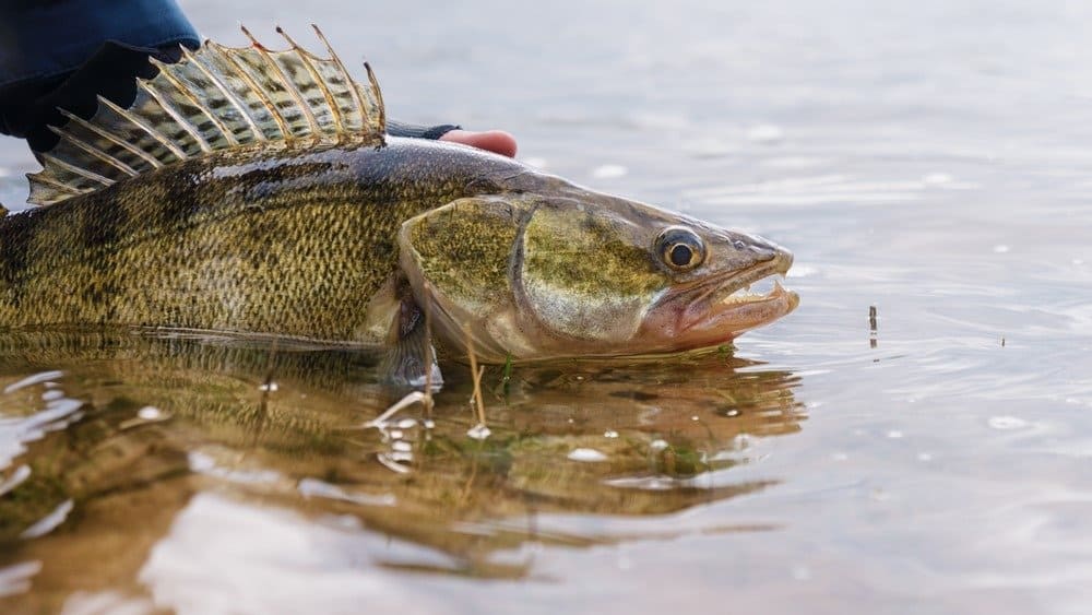 Откријте ја официјалната државна риба на Минесота