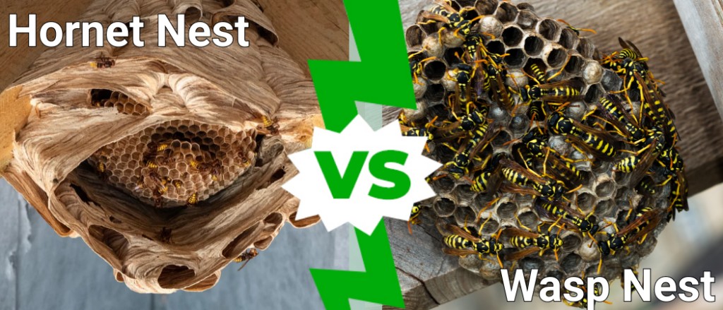 Hvepsebo mod hvepsebo: 4 vigtige forskelle