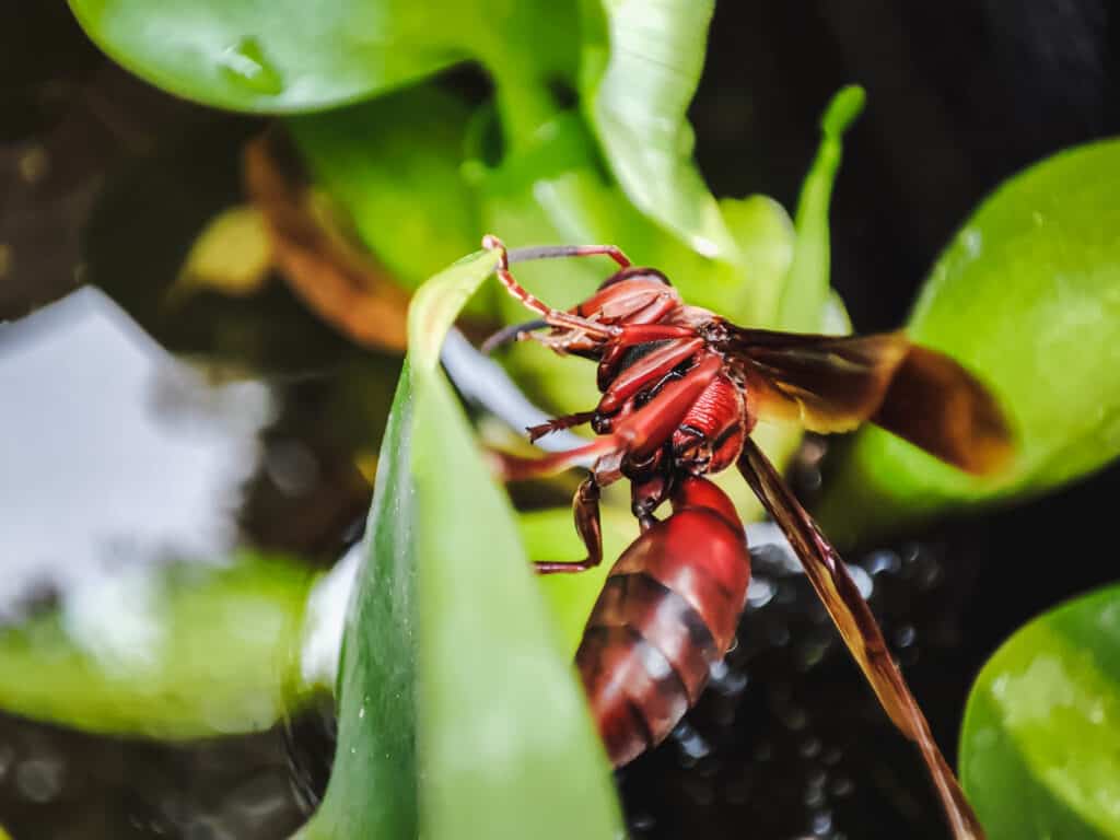 Punaiset ampiaiset Teksasissa: Tunnistaminen &amp; Mistä ne löytyvät?