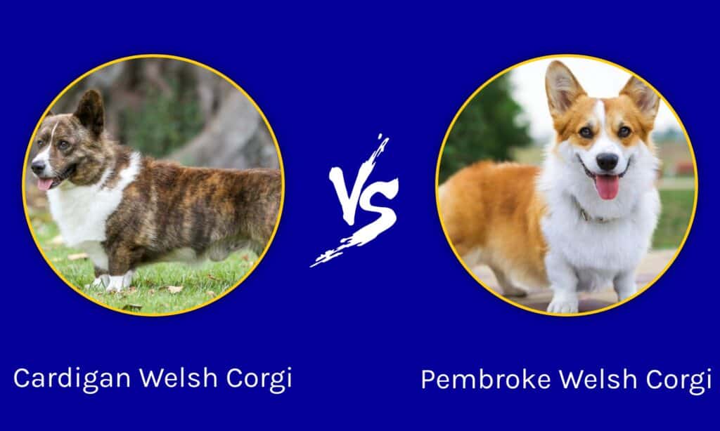 Cardigan Welsh Corgi vs Pembroke Welsh Corgi: u čemu je razlika?