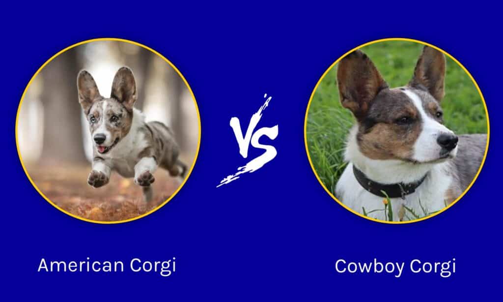 Corgi americano vs Corgi vaquero: ¿Cuál es la diferencia?