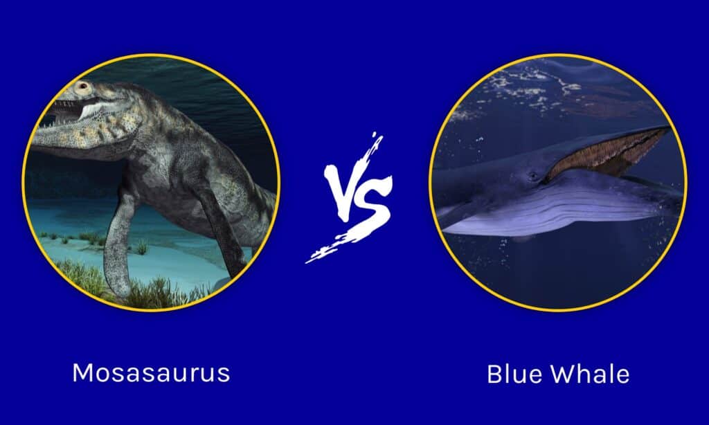 Mosasaurus vs Ballena Azul: ¿Quién ganaría en una pelea?