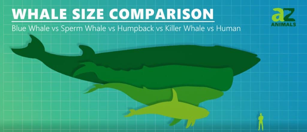 Comparación del tamaño de las ballenas: ¿Cuál es su tamaño?