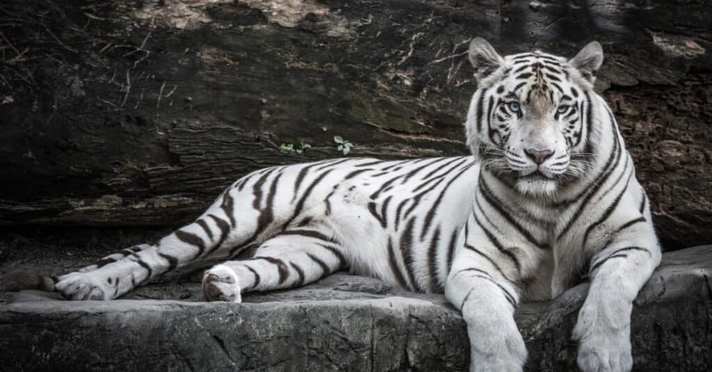 ¿Cuántos tigres blancos quedan en el mundo?
