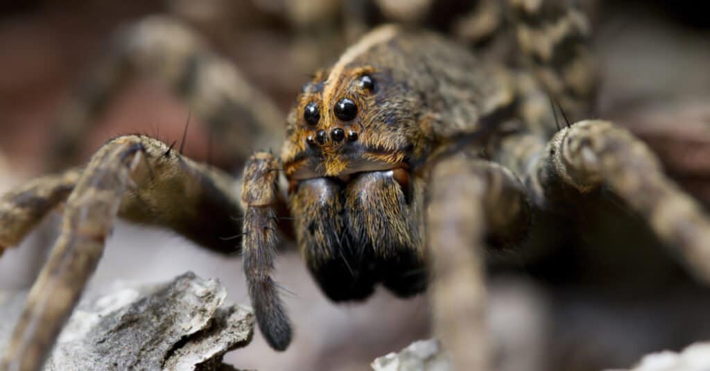 Wolf Spider Lokacija: Gdje žive vučji pauci?