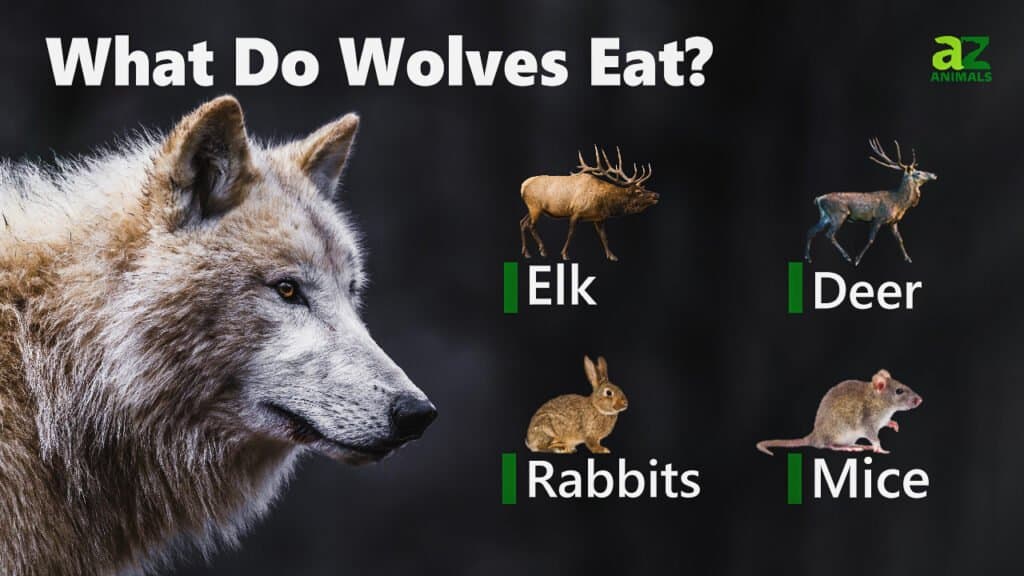 ¿Qué comen los lobos?