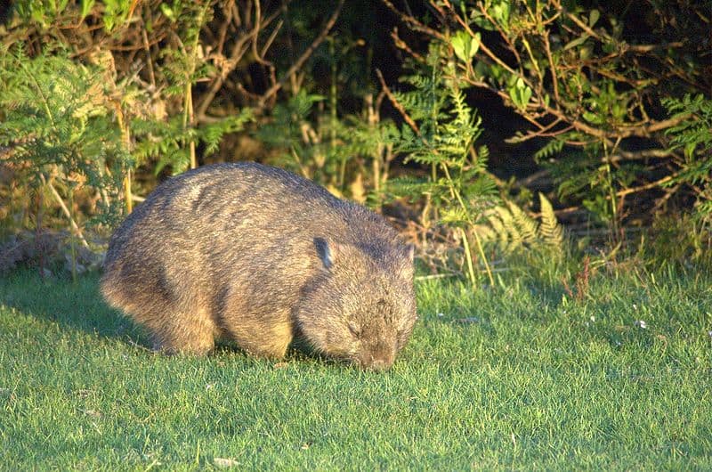 ¿Son buenos animales de compañía los wombats?